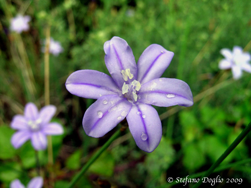 Aphyllanthes monspeliensis / Branc